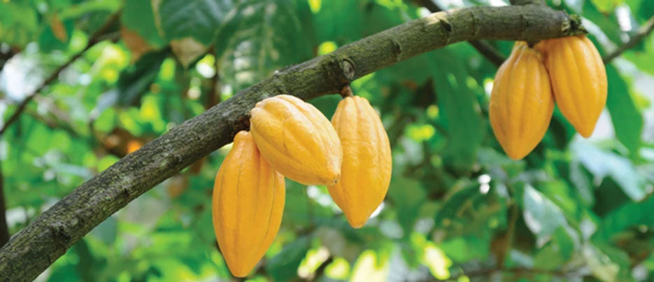 The Sourcing of Cocoa Parlor Chocolate